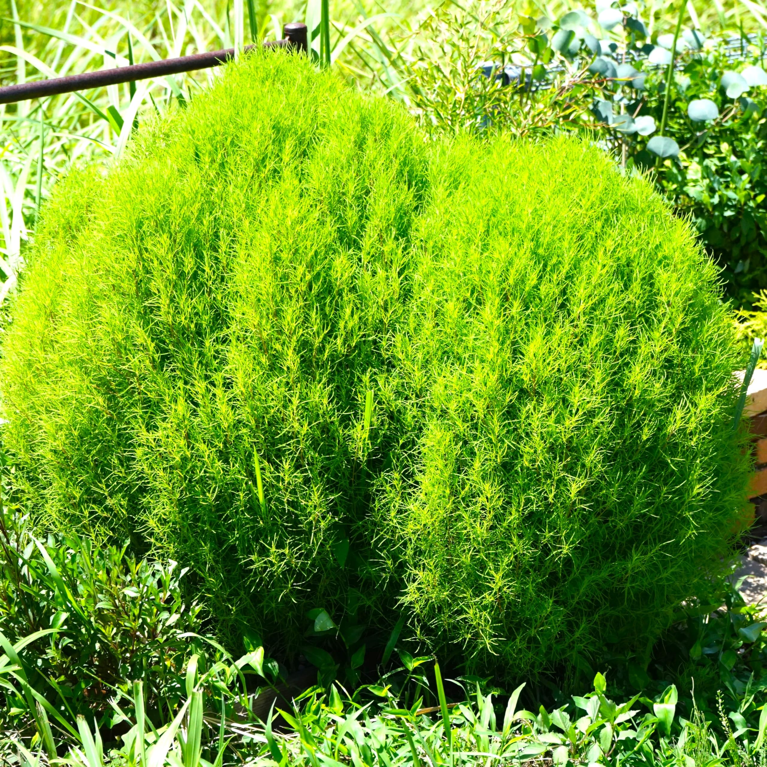 コキア苗&青シソ苗 今年もコキアの植え付けが始まりました（国営ひたち